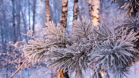 Winter background. A pine tree in hoarfrost and snow Stock Photos