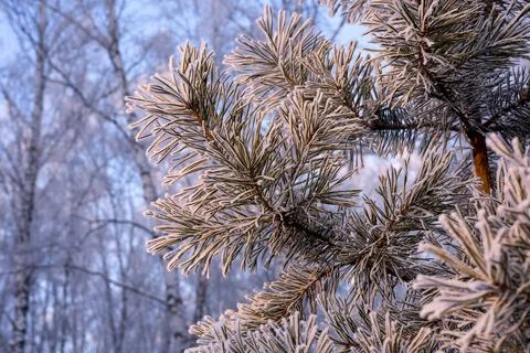 Winter background. A pine tree in hoarfrost and snow Stock Photos