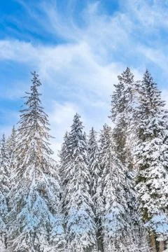Winter background with pine trees covered by snow Stock Photos