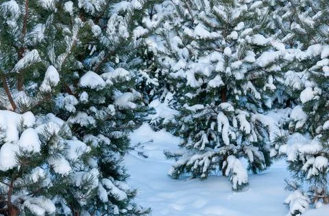 Winter background of pine trees covered with snow close-up 스톡 사진