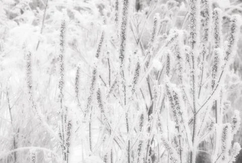 Winter background plants in the snow Foto stock