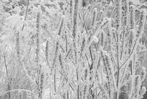 Winter background plants in the snow 스톡 사진