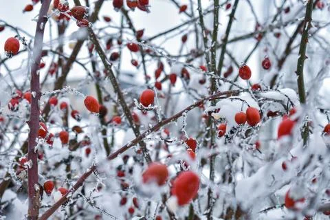 Winter background with red rose hips covered with snow Stock Photos