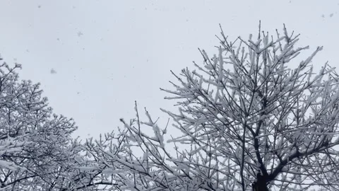 Winter background with sky, copy space, leafless trees and big fluffy snowflakes Stock Footage 293872978