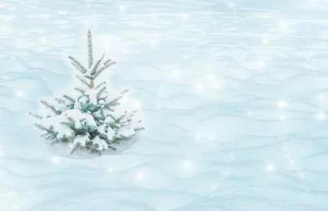 Winter background with Small Christmas tree covered with snow Stock Photos