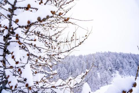 Winter background with small pine cones covered with thick layer of snow. Sunset Stock Photos