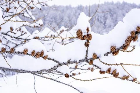 Winter background with small pine cones covered with thick layer of snow. Sunset Stock Photos