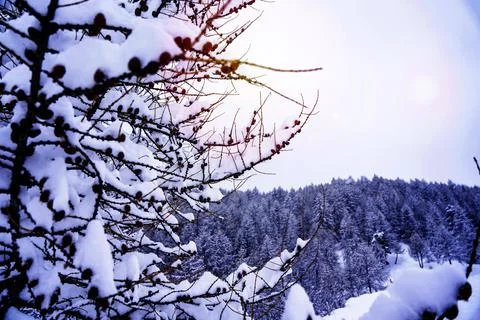 Winter background with small pine cones covered with thick layer of snow. Sun Foto stock