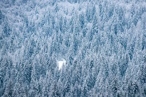 Winter Background Of Snow And Frost With Free Space For Your