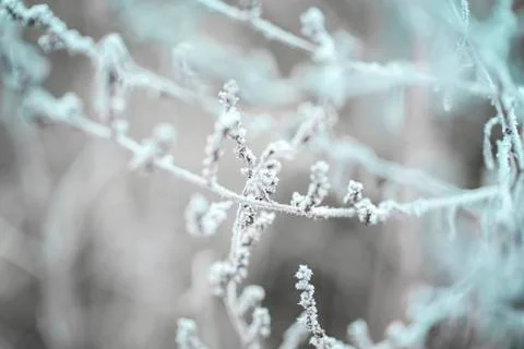 Winter Background with snow branches tree leaves . Christmas greeting card.Fr Stock Photos