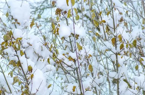 Winter background with snow branches tree leaves. Fotos Stock