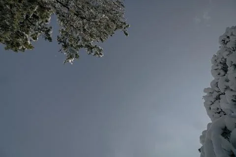 Winter background. Snow capped trees from below Stock Photos
