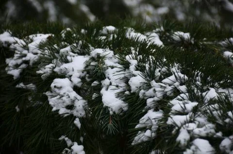 Winter background with snow-covered branches of blue spruce closeup. Stock Photos