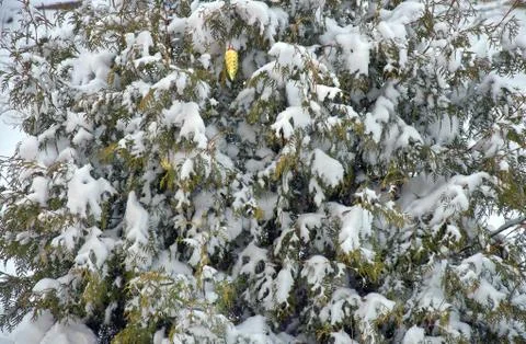 Winter background with snow-covered branches of thuja and glass Christmas toy Stock Photos