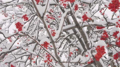 Winter background with snow-covered clusters of a mountain Stock Footage 165855902