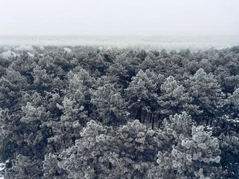 Winter background with a snow covered pine tree forest. Stock Photos