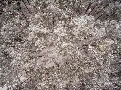 Winter background with a snow covered pine tree forest. Foto stock