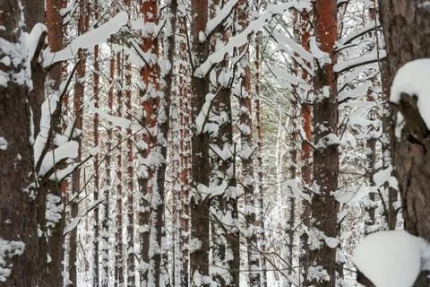 Winter background with snow-covered pine trunks Stock Photos
