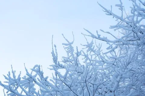 Winter background. Snow covered tree against blue sky Stock Photos