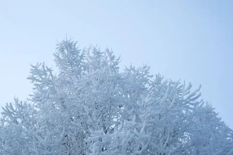 Winter background. Snow covered tree against blue sky Foto stock