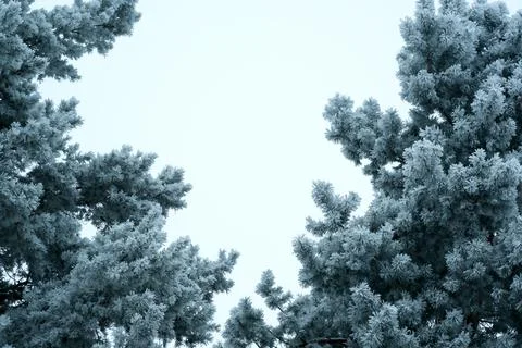 Winter background. Snow covered tree against blue sky Stock-Fotos