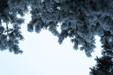 Winter background. Snow covered tree against blue sky Stock Photos