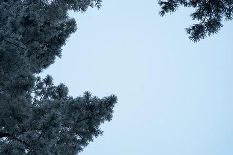 Winter background. Snow covered tree against blue sky Stock-Fotos