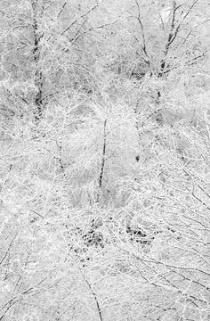 Winter background. Snow-covered trees. Monochrome photo. Winter weather. Foto stock