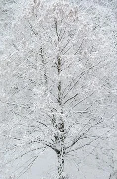 Winter background. Snow-covered trees. Winter weather. Trees in the snow. Stock Photos