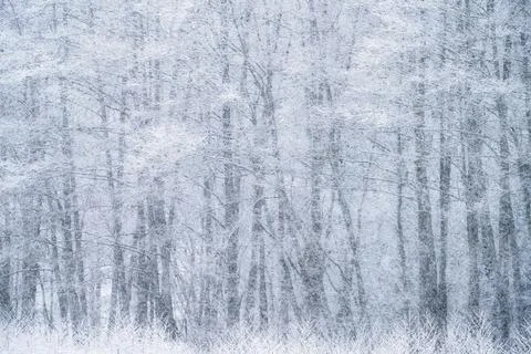 Winter background. Snowfall in forest. Stock Photos