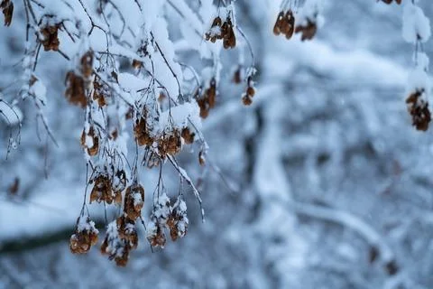 Winter background with snowy branches. Stock Photos