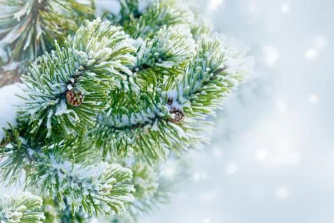 Winter background with snowy pine tree branches Stock Photos
