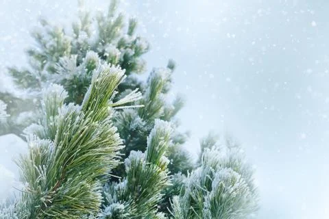 Winter background with snowy pine tree branches Stock Photos
