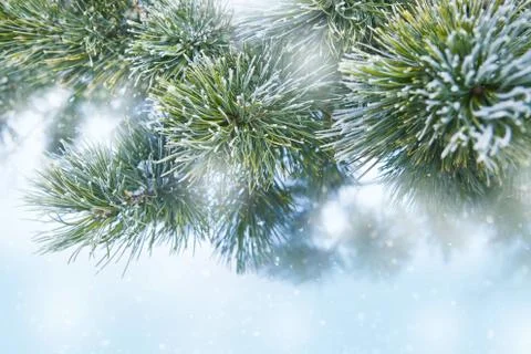 Winter background with snowy pine tree branches Stock Photos