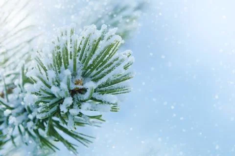 Winter background with snowy pine tree branches Stock Photos