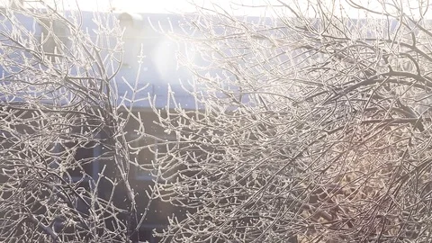 Winter background of Snowy tree branches covered with snow and frost Stock Footage 81920107