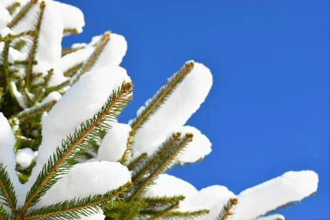 Winter background with spruce branches covered with snow Stockfoto's