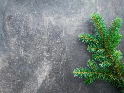 Winter background spruce tree branch over dark gray wooden texture. Stock Photos