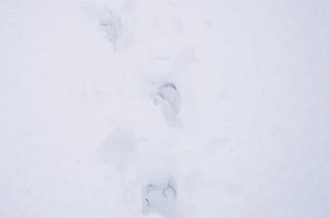 Winter background texture fresh snow surface covering ground and footprint fr Stock Photos