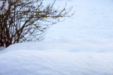 Winter background with tree branch and snow. Stock Photos