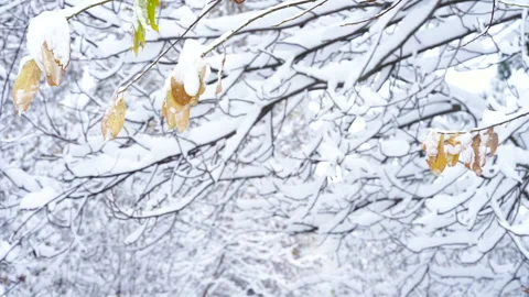 Winter background of trees covered with snow. Stock Footage 240304288
