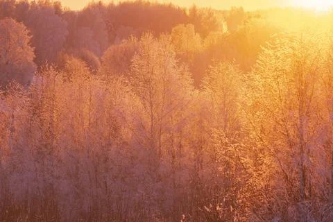 Winter background, trees in the snow in forest flooded with sunlight Stock Photos
