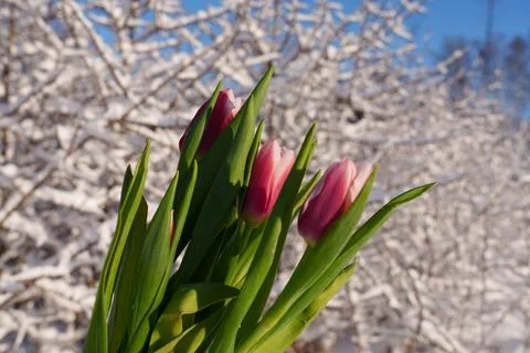Winter background with tulips. Stockfoto's