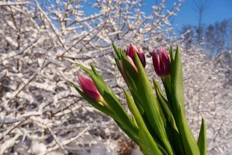 Winter background with tulips. Fotos de archivo
