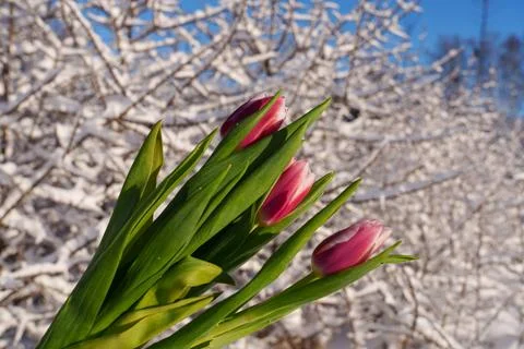 Winter background with tulips. Stockfoto's