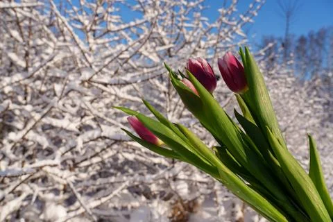 Winter background with tulips. Fotos de archivo