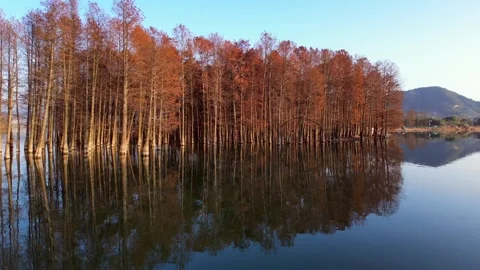 Winter Bald Cypress Reflection in Siming Lake, Ningbo, China 库存影片 347394331