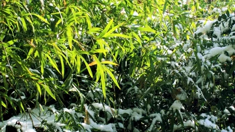 Winter Bamboo Forest After Fresh Snow Under Clear Skies Stock Footage 321046145