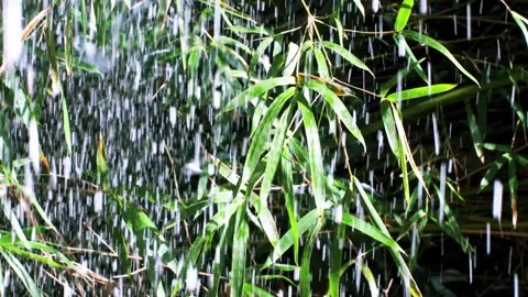 Winter Bamboo Thickets After Snowfall Under Clear Skies Stock Footage 321046154