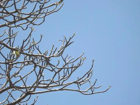 Winter Baobab branches Stock Photos